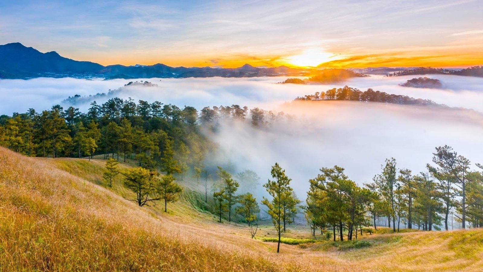 Khu Rừng Thông Tĩnh Lặng